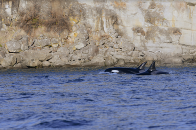 Salmon Habitat & Killer Whales At Increased Risk Due to Ongoing Malahat